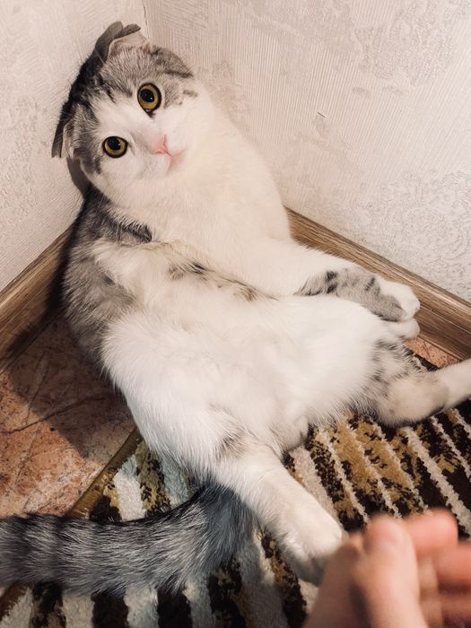 Продаётся шотландский вислоухий кот