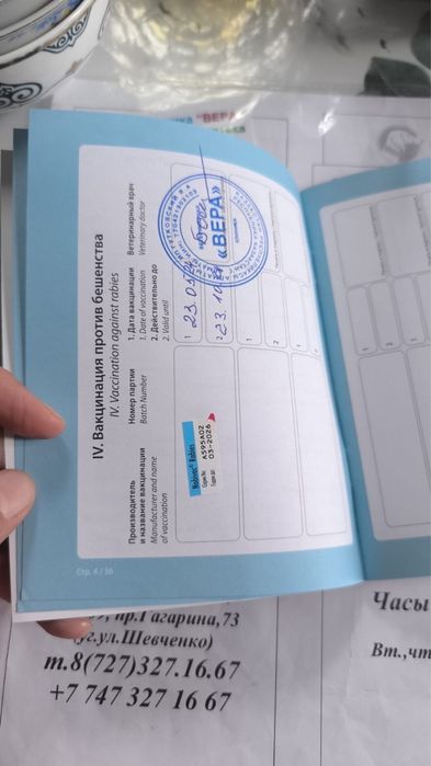Кане-корсо, 2 года — добрая собака + 2 будки