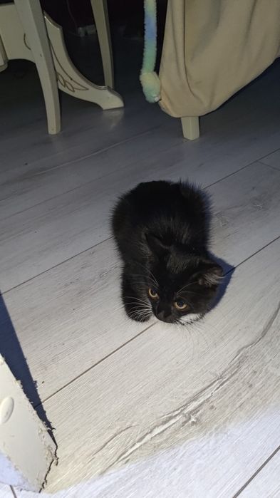 Срочно ищем дом кошечке