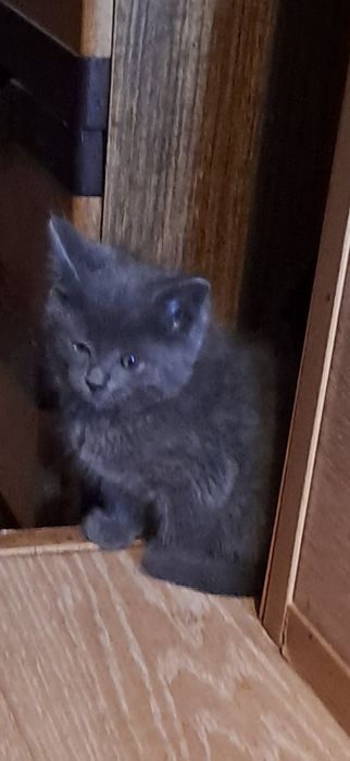 Котята от мамы крысолова