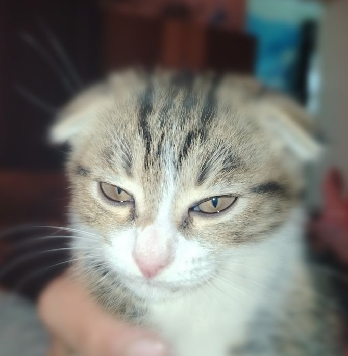 Кошка зовут барсик