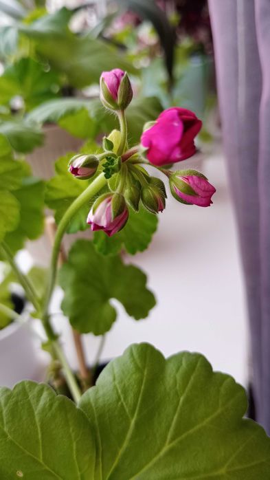 Комнатные цветы разные