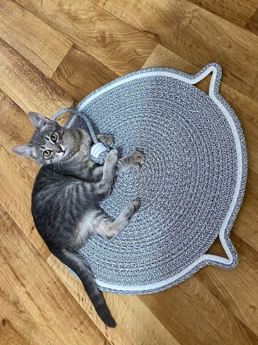 Пропал   котенок