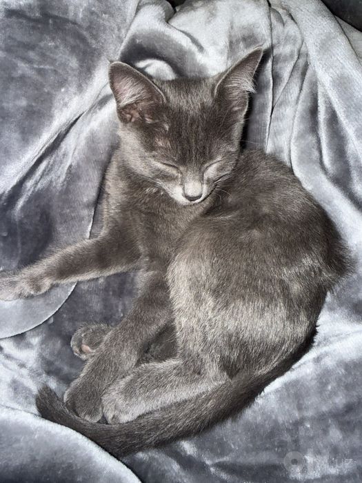 Отдам котёнка в хорошие руки!
