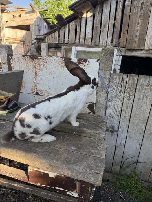 Iepuriță de vânzare