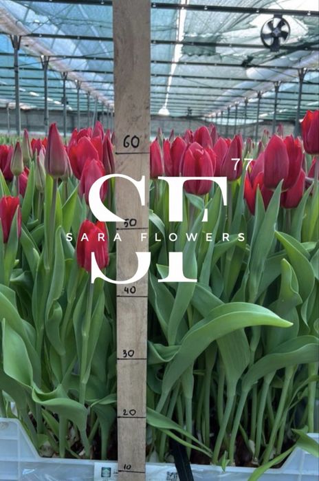 Тюльпаны оптом Алматы