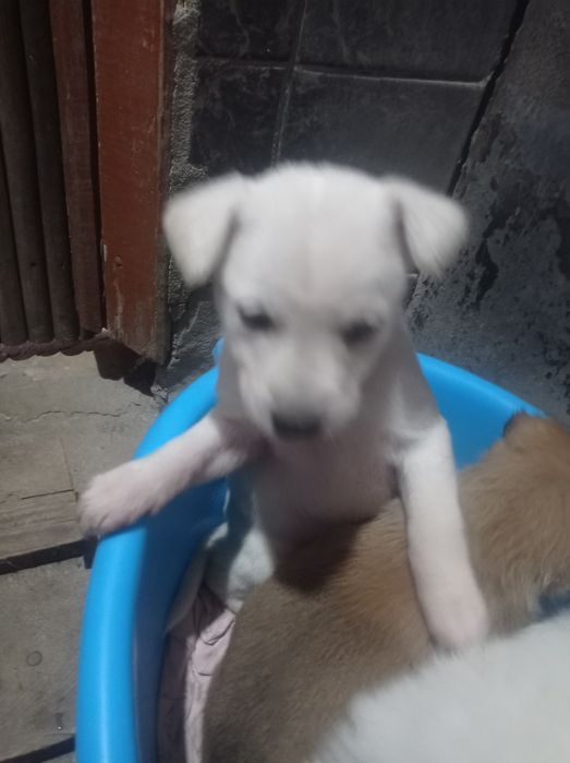 Продам маленьких щенков