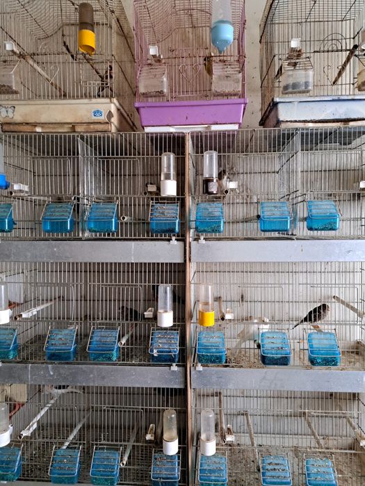 De Vanzare Canari Orpheus cu Tot cu colivi