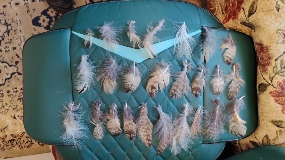 Продам пёрышки совы