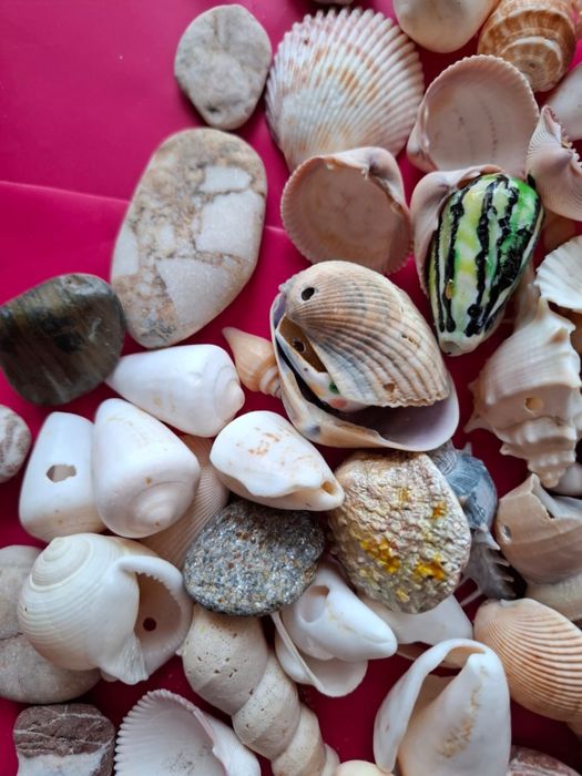 Ракушки морские