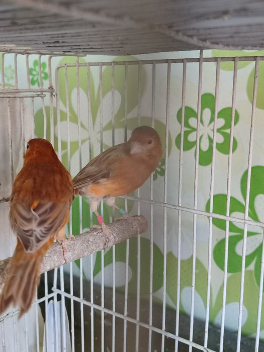 Готовая пара конарейки