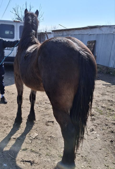 Vând manza 1.5 luni cuminte,din cai buni