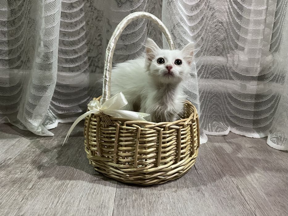 Отдам котят в добрые руки!