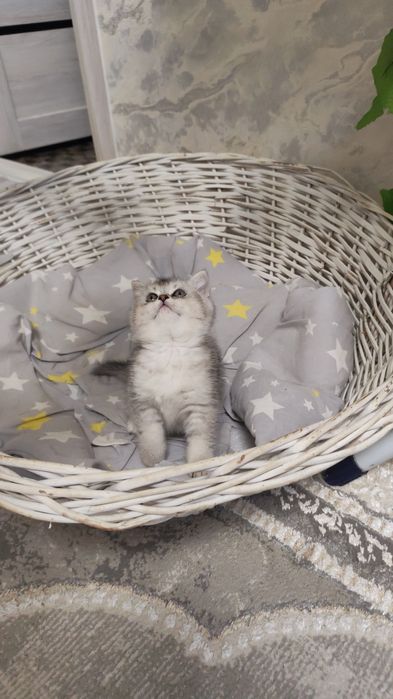 Шикарные котята от правильной вязки