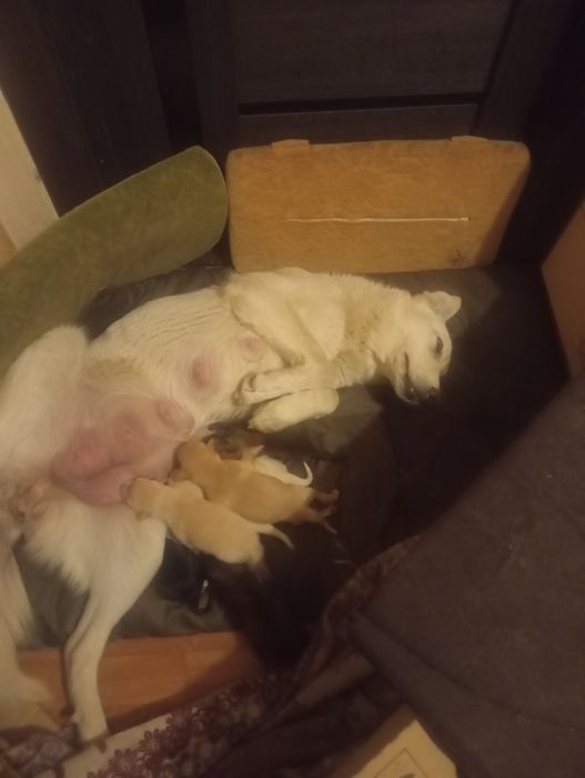 Щенки в добрые руки