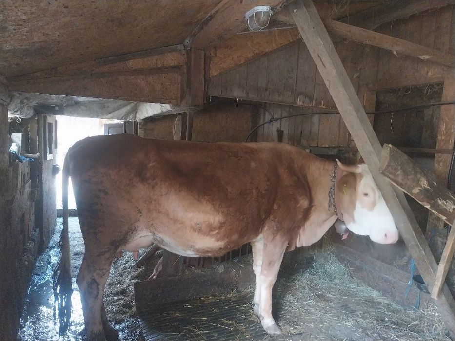 Vând vacă Balțata Românească cu vitea