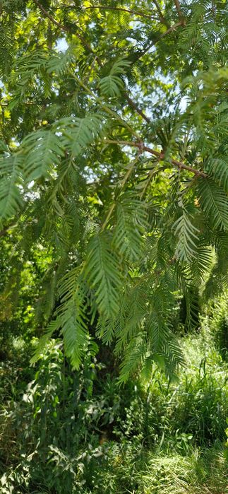 Метасеквойя — живая легенда