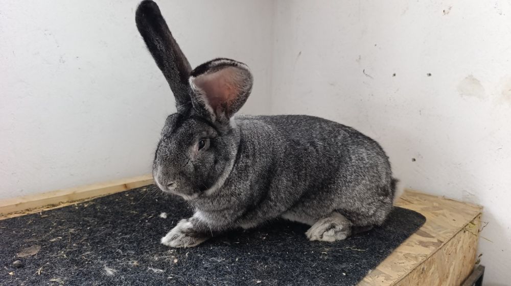 Iepuri Uriaș German Chinchilla și Fluture German