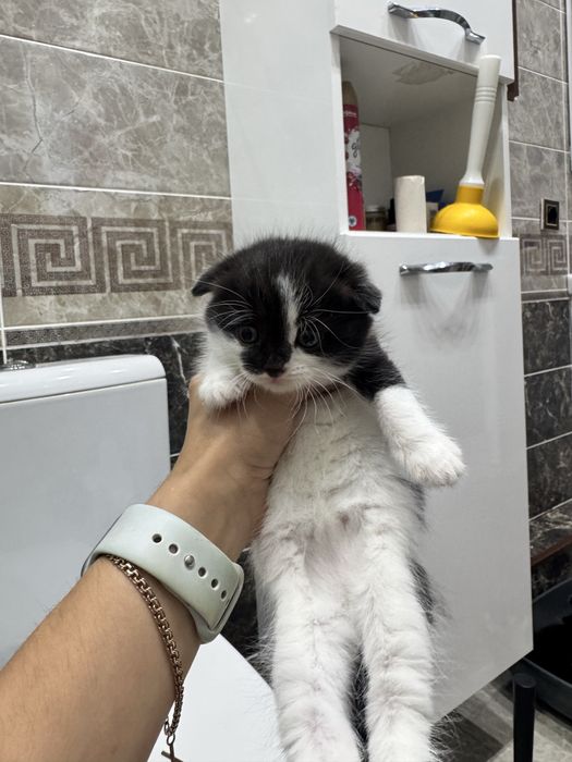 Продам вислоухих котят Scottish Fold