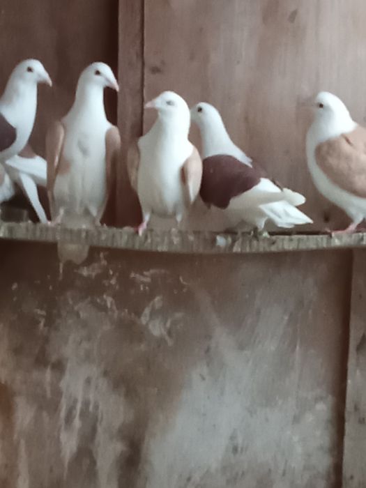 Продавам пощенски гълъби