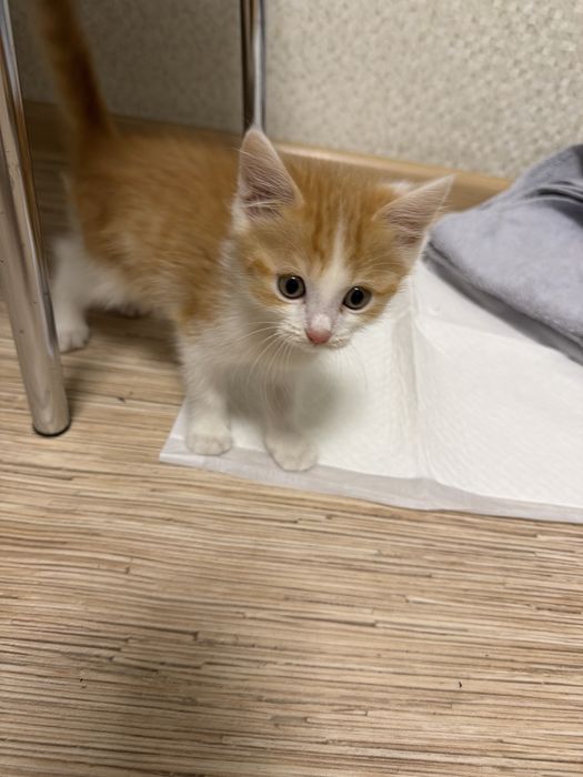 Отдам котенка в хорошие руки