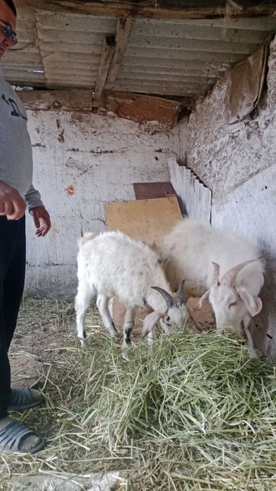 Козлята 7 месячные