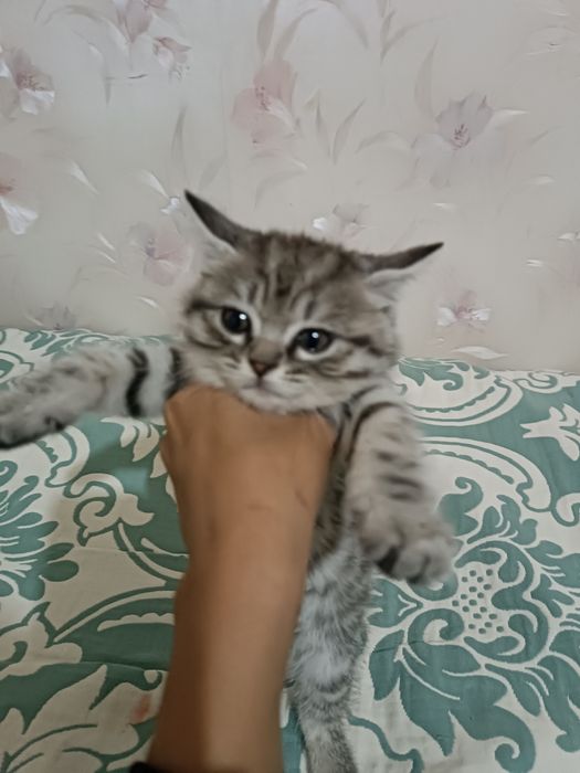 Милые котята домашние