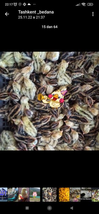 Бедана жужалар сотилади  5 апрел