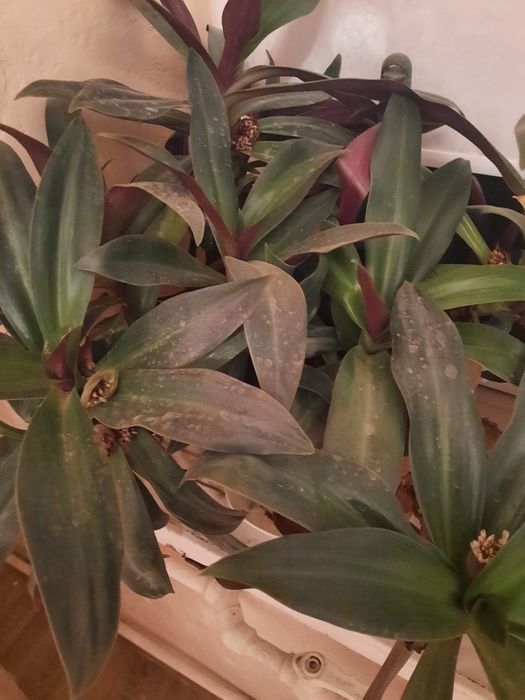 Комнатные цветы в горшках