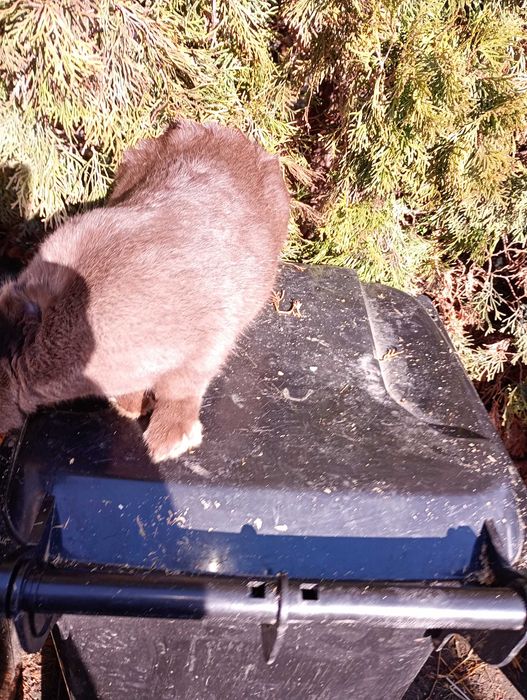 Iepuri adulti si tineret