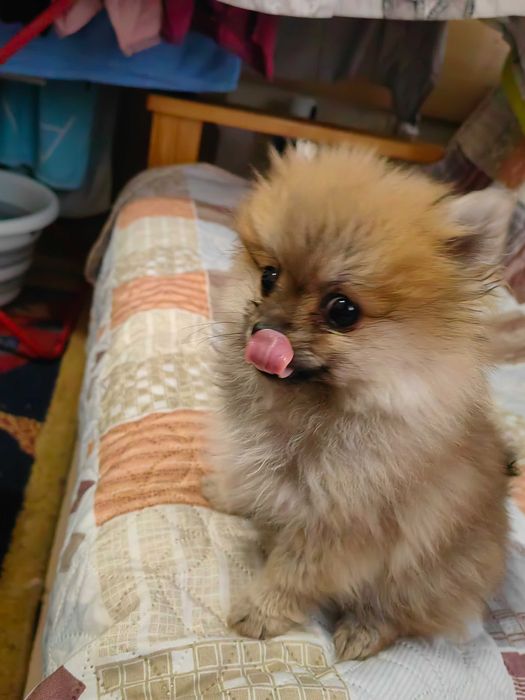 Мини Померанче Момиче