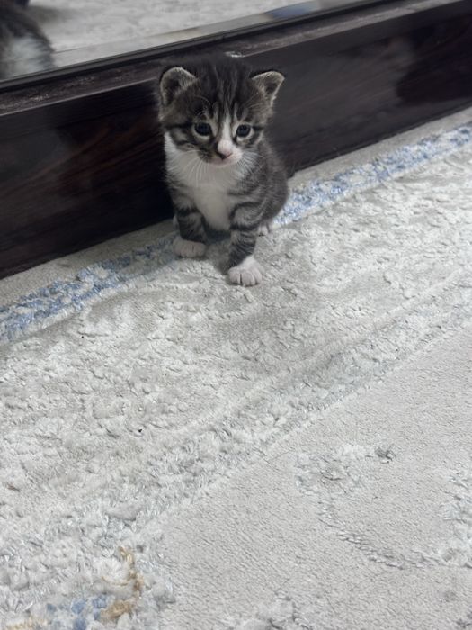 Отдаются котята