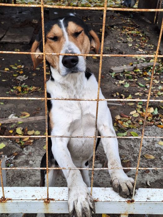 Гончие рабочие..