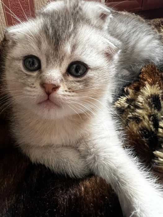 Котята шиншиллы