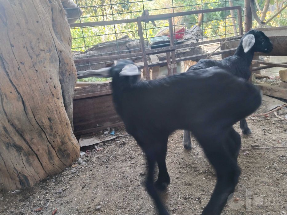 Urg‘ochi qo‘y 2 bolasi bilan 2 bolasi erkak