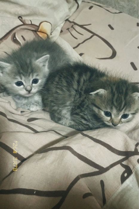 Продам котов !!!