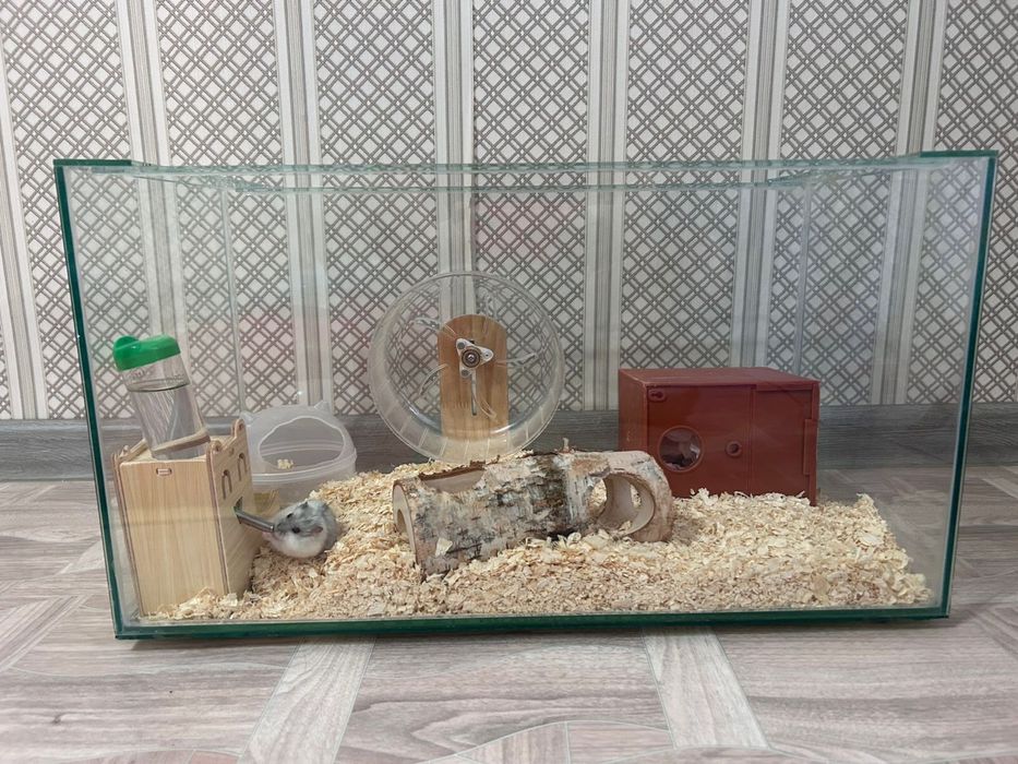 Хомяки 2 штуки милые