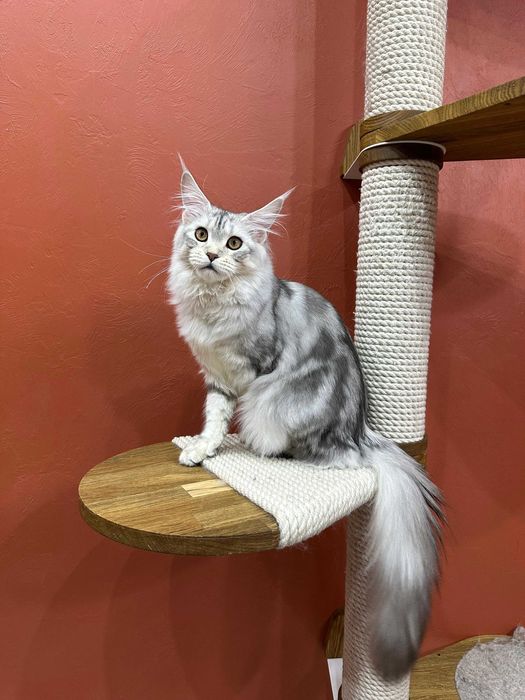 Чудесная девочка Mainemarie Aviva