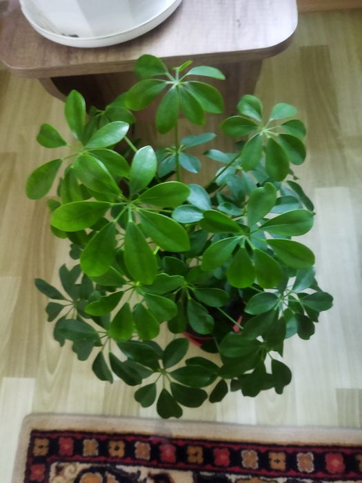 Комнатные цветы продам
