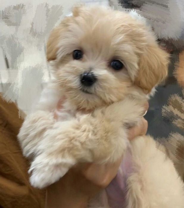 Maltipoo 2 luni vaccinat