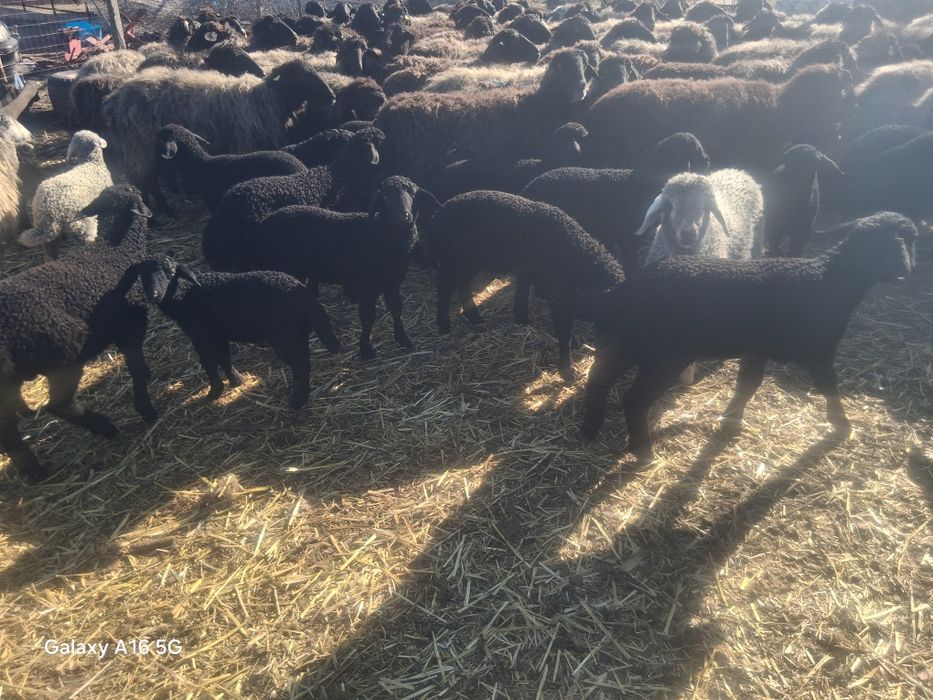 Miei si oi de vanzare