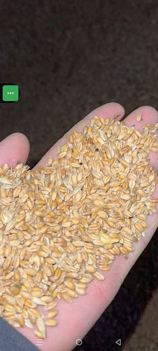 Ячмень.Платный чат! Все корма.