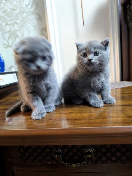 Toza zotli narhi kelishiladi