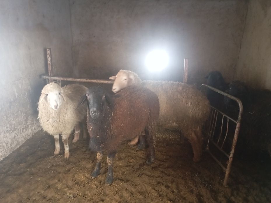 Токтылар сатылады