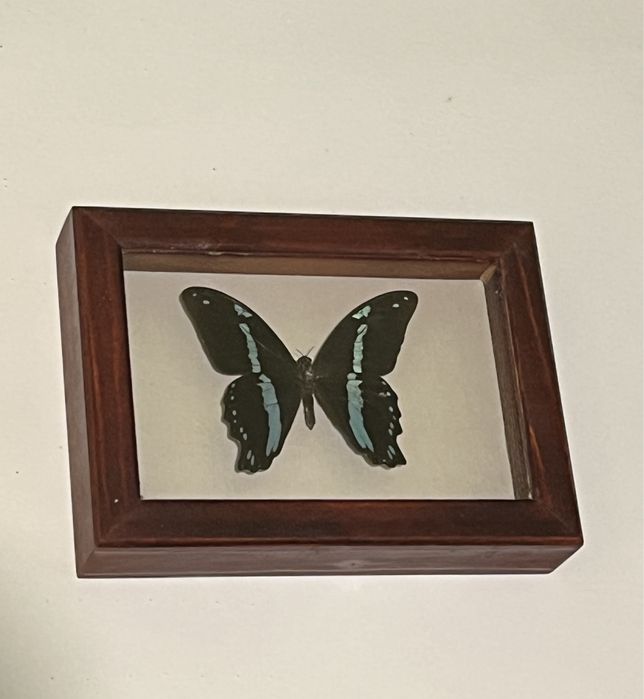Колекция пеперуди за подарък