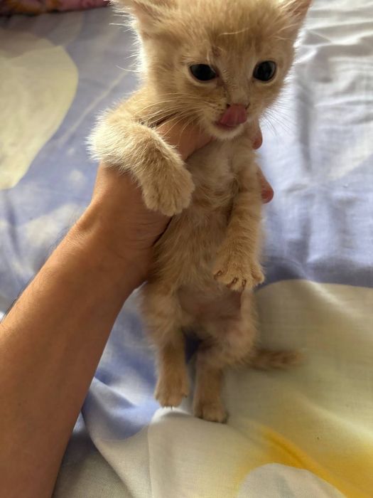 Котенок в добрые руки