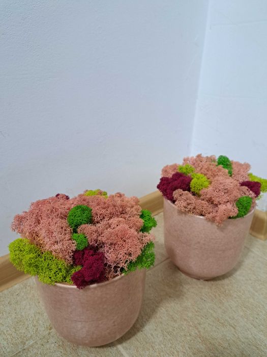 Кашпа със Скандинавски мъх