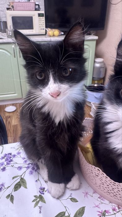 Отдам в хорошие руки котят