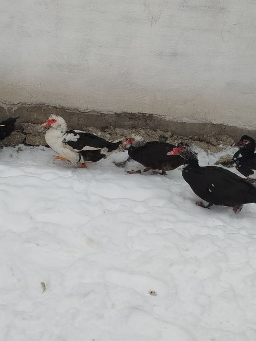 Утки селезни продам