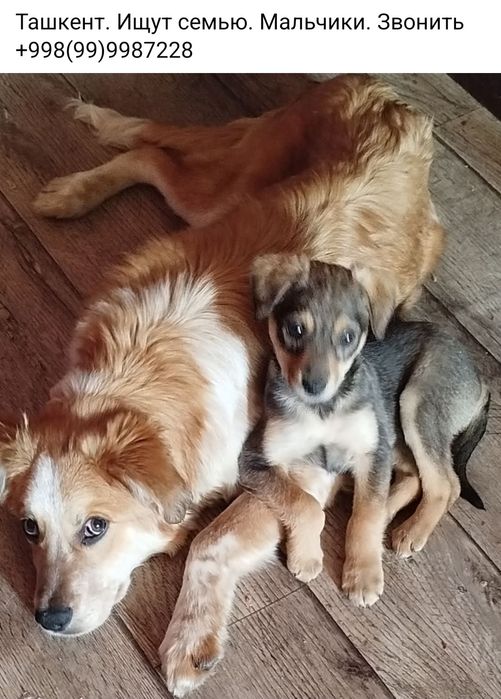 .Бесплатно щенки, собачки,  кошки, коты.